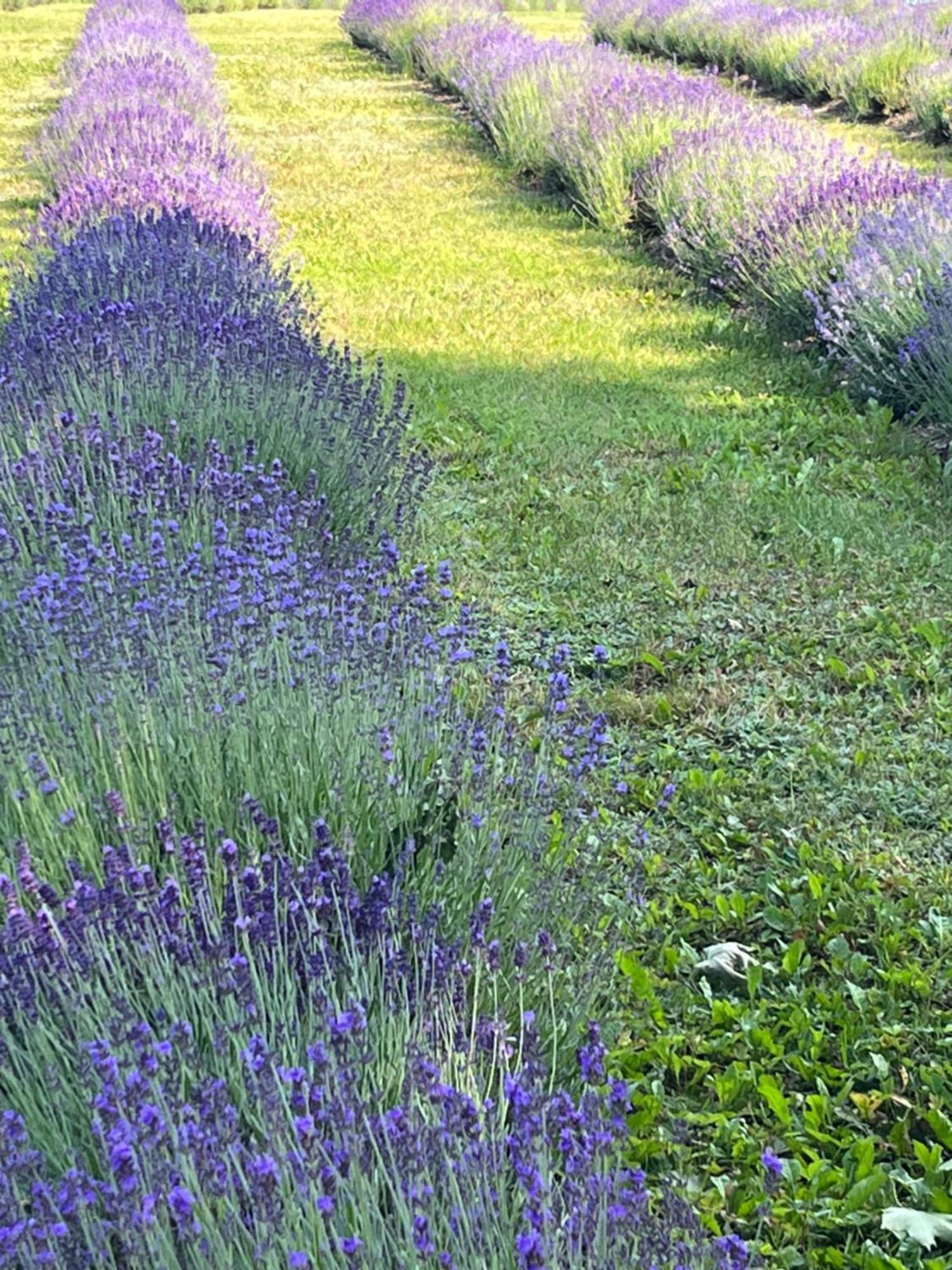 Lavender Village Kiemeliai Esterno foto