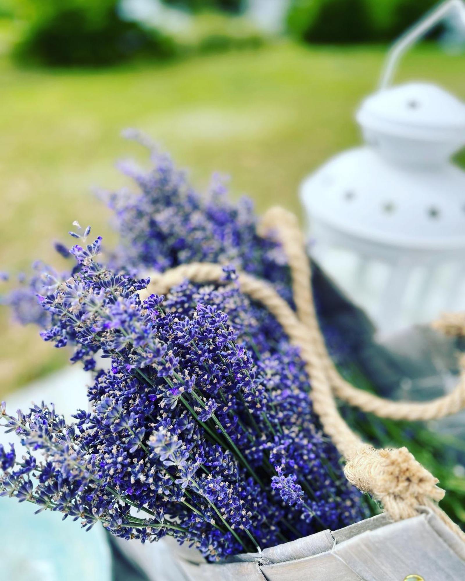 Lavender Village Kiemeliai Esterno foto