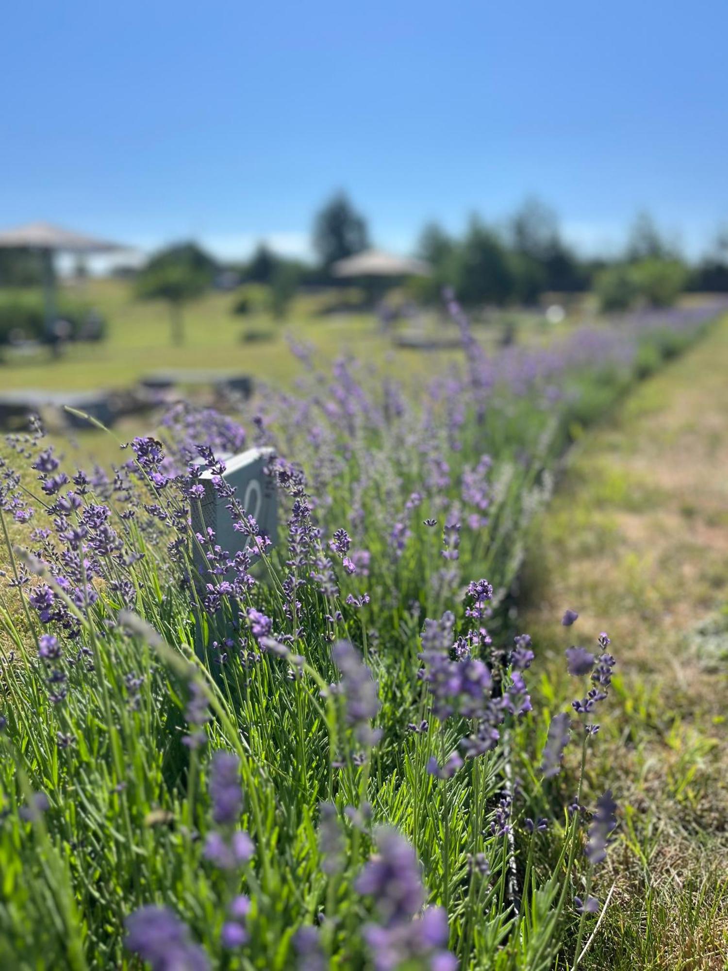 Lavender Village Kiemeliai Esterno foto