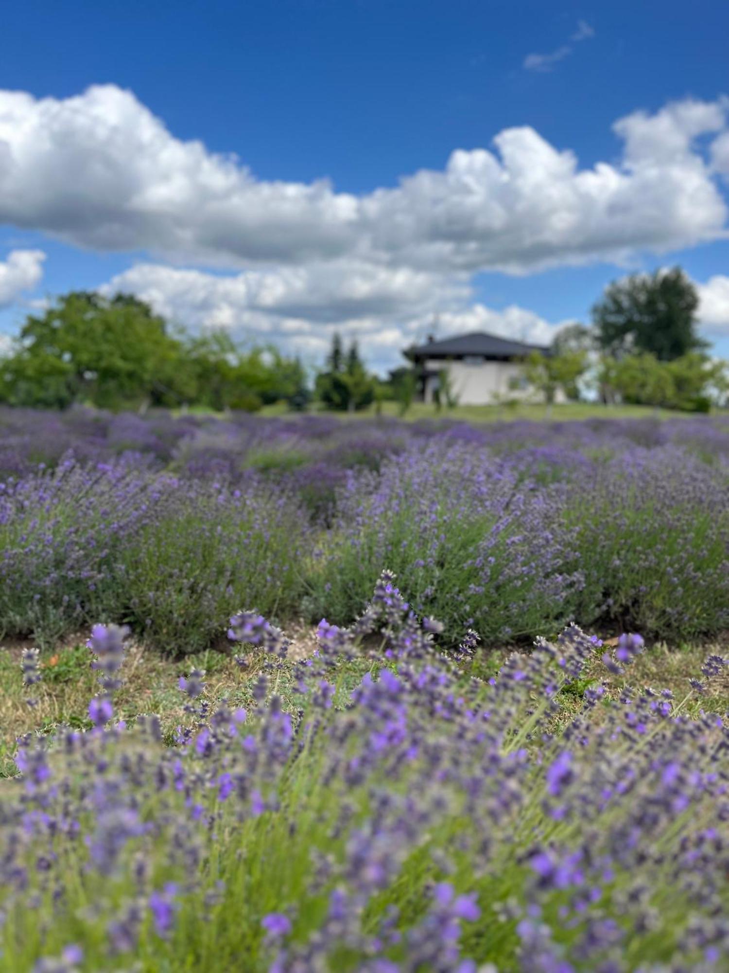 Lavender Village Kiemeliai Esterno foto