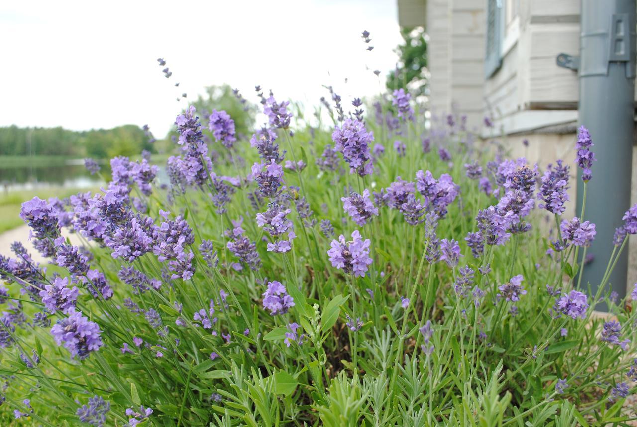 Lavender Village Kiemeliai Esterno foto