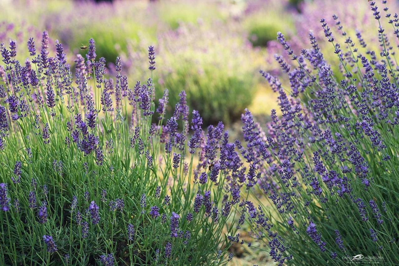 Lavender Village Kiemeliai Esterno foto