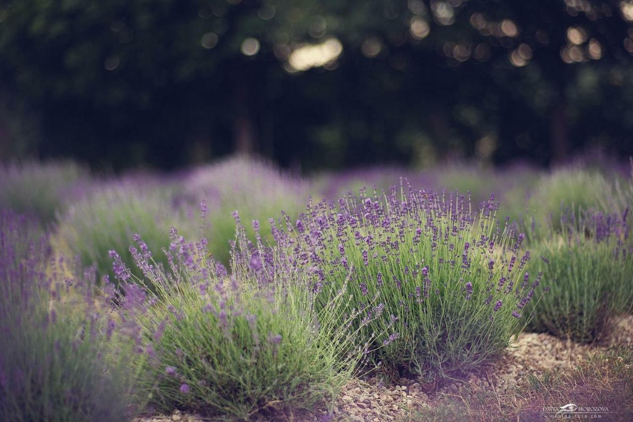 Lavender Village Kiemeliai Esterno foto